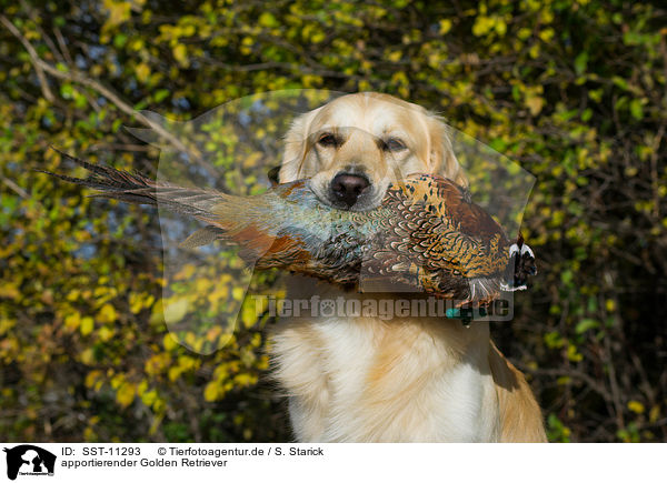 apportierender Golden Retriever / retrieving Golden Retriever / SST-11293