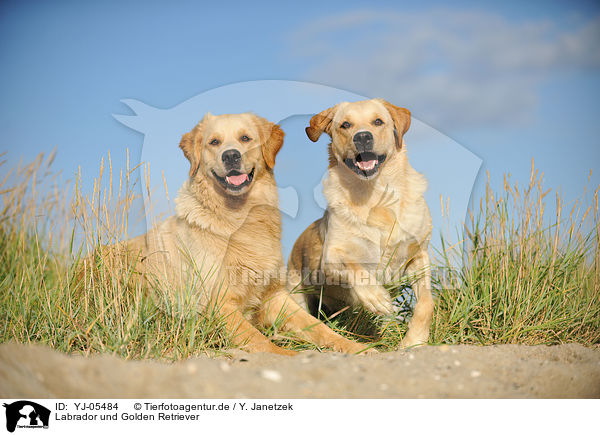 Labrador und Golden Retriever / Labrador and Golden Retriever / YJ-05484