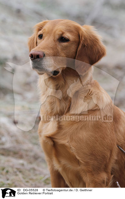 Golden Retriever Portrait / Golden Retriever Portrait / DG-05528