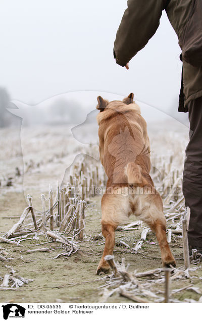 rennender Golden Retriever / running Golden Retriever / DG-05535