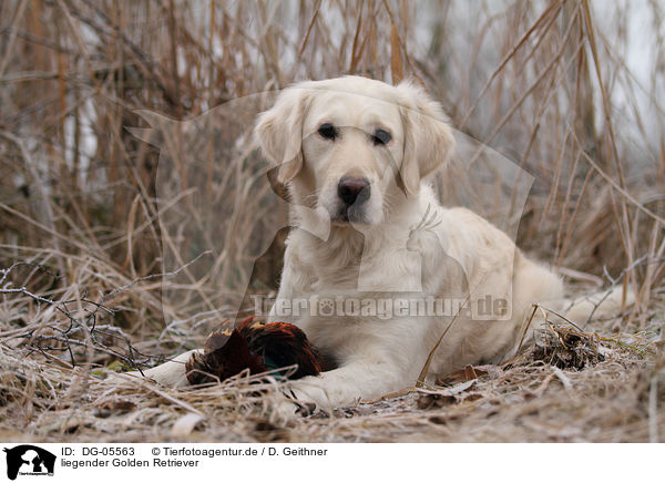liegender Golden Retriever / lying Golden Retriever / DG-05563