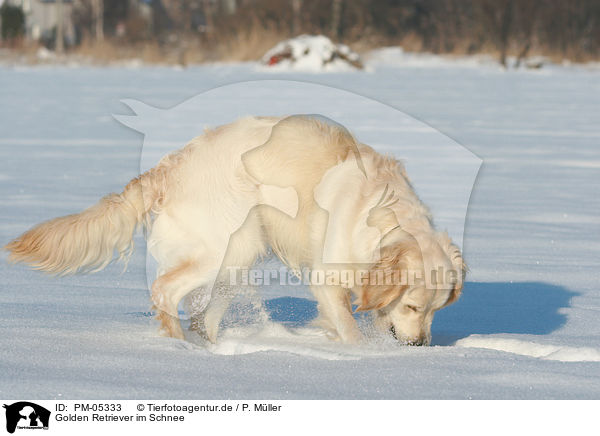 Golden Retriever im Schnee / Golden Retriever in snow / PM-05333