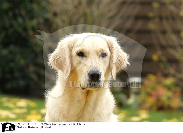 Golden Retriever Portrait / Golden Retriever Portrait / KL-11111