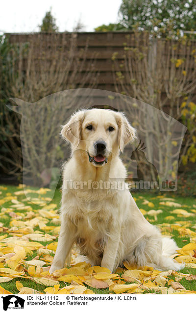sitzender Golden Retriever / sitting Golden Retriever / KL-11112