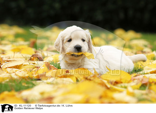 Golden Retriever Welpe / Golden Retriever Puppy / KL-11120