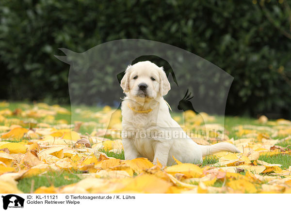 Golden Retriever Welpe / Golden Retriever Puppy / KL-11121