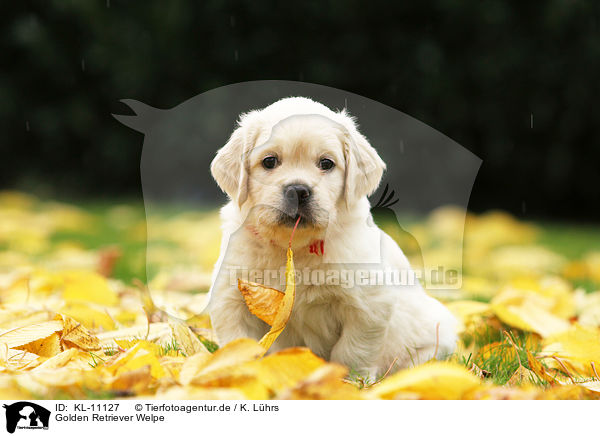 Golden Retriever Welpe / Golden Retriever Puppy / KL-11127