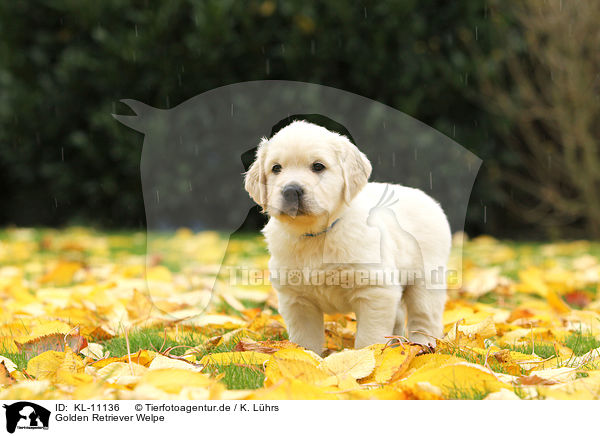 Golden Retriever Welpe / Golden Retriever Puppy / KL-11136