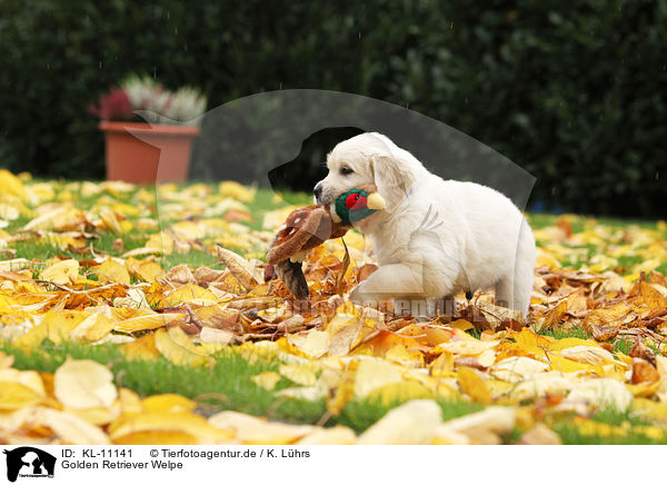 Golden Retriever Welpe / Golden Retriever Puppy / KL-11141