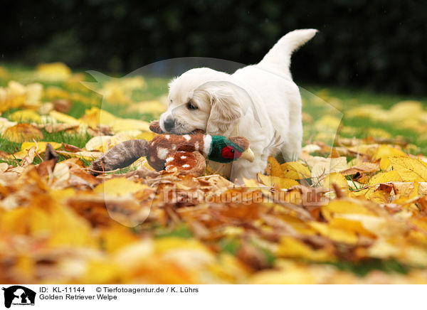 Golden Retriever Welpe / Golden Retriever Puppy / KL-11144
