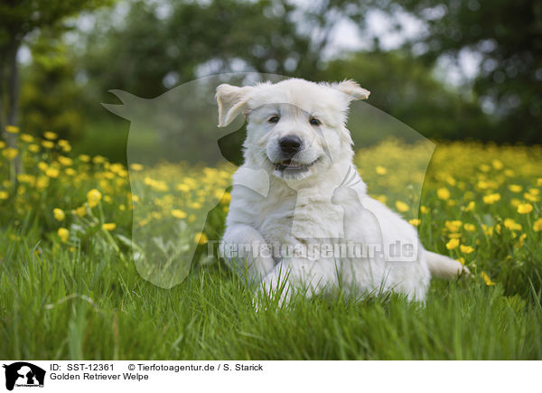 Golden Retriever Welpe / SST-12361