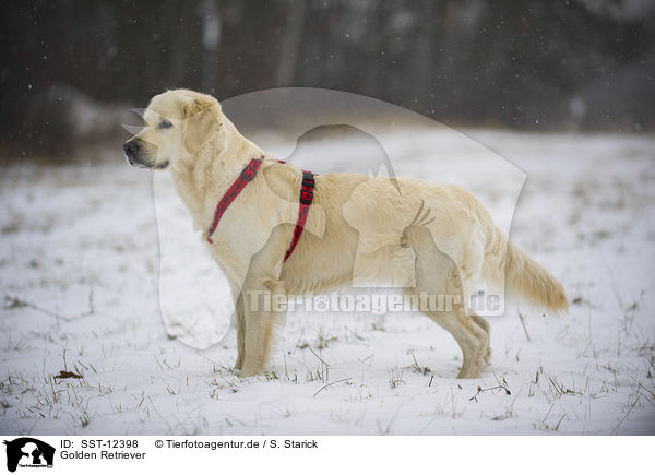 Golden Retriever / Golden Retriever / SST-12398