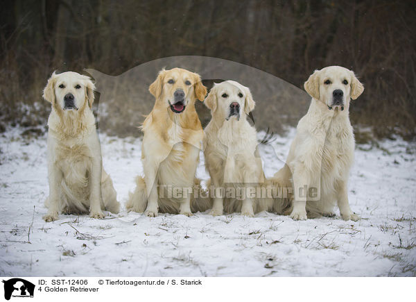 4 Golden Retriever / 4 Golden Retrievers / SST-12406
