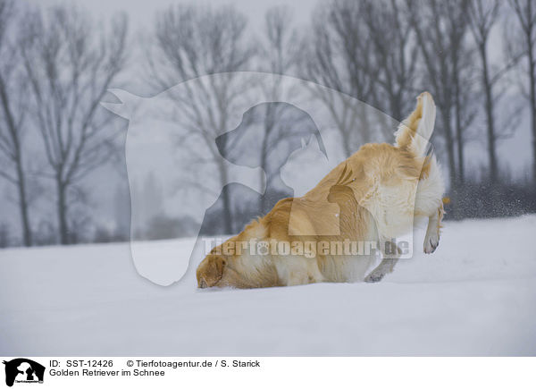 Golden Retriever im Schnee / Golden Retriever in snow / SST-12426