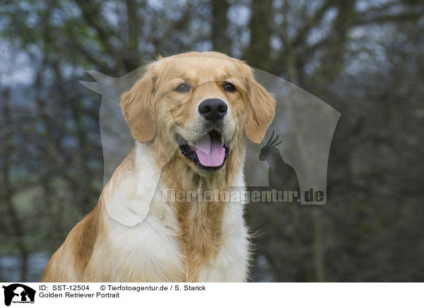 Golden Retriever Portrait / Golden Retriever Portrait / SST-12504