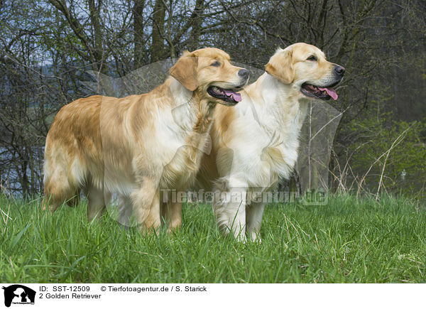 2 Golden Retriever / 2 Golden Retrievers / SST-12509