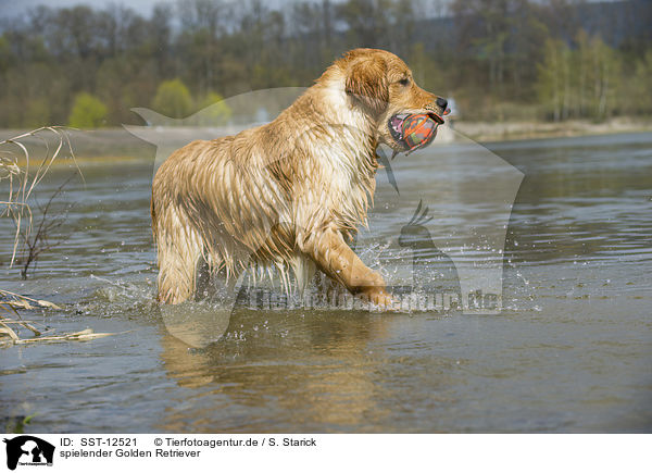 spielender Golden Retriever / playing Golden Retriever / SST-12521