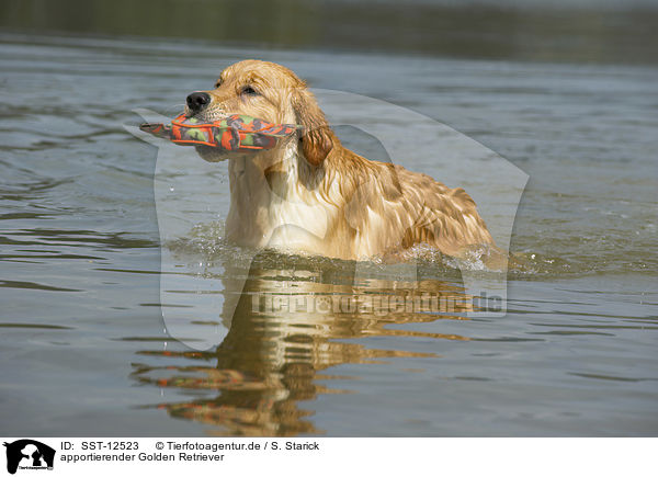 apportierender Golden Retriever / retrieving Golden Retriever / SST-12523