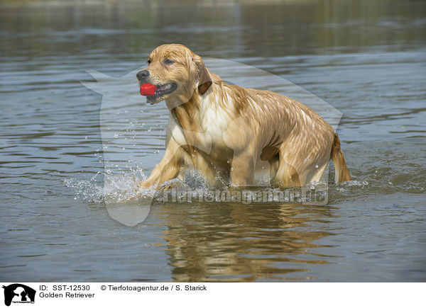 Golden Retriever / Golden Retriever / SST-12530