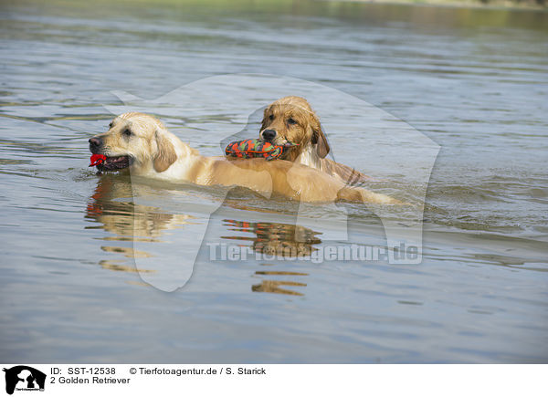 2 Golden Retriever / 2 Golden Retrievers / SST-12538