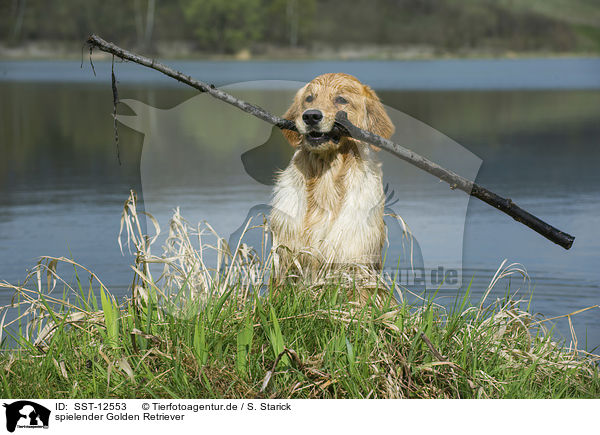 spielender Golden Retriever / playing Golden Retriever / SST-12553