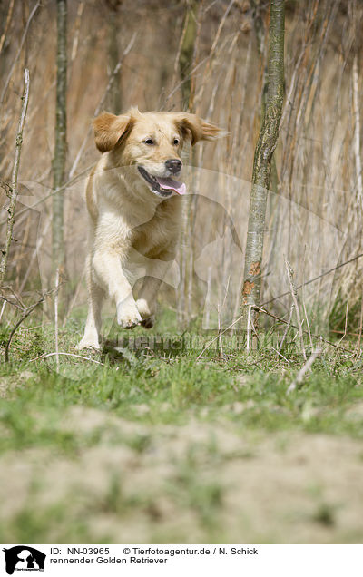 rennender Golden Retriever / running Golden Retriever / NN-03965
