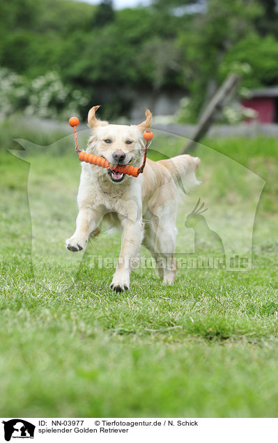 spielender Golden Retriever / playing Golden Retriever / NN-03977