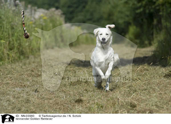rennender Golden Retriever / running Golden Retriever / NN-03980
