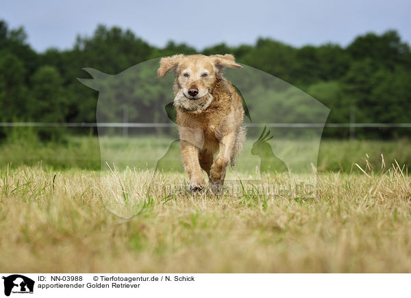 apportierender Golden Retriever / retrieving Golden Retriever / NN-03988