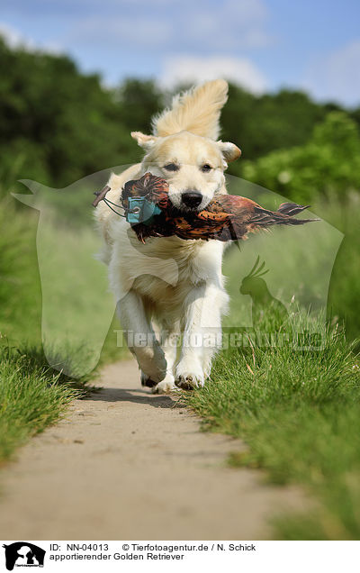 apportierender Golden Retriever / retrieving Golden Retriever / NN-04013
