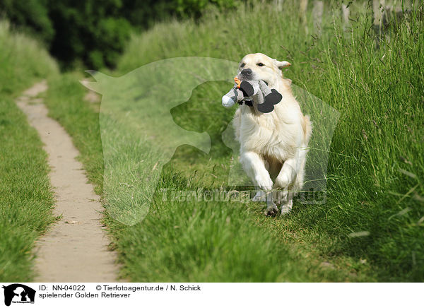 spielender Golden Retriever / playing Golden Retriever / NN-04022