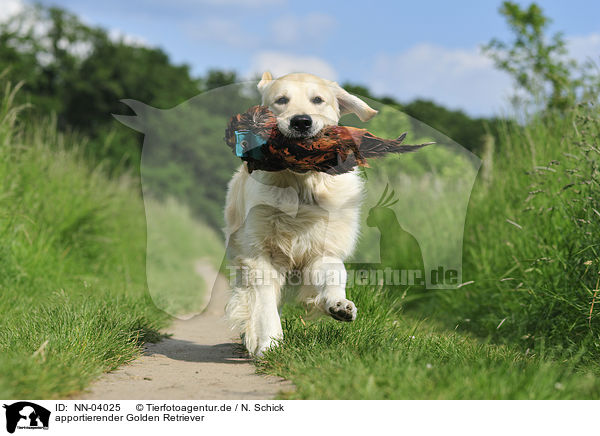 apportierender Golden Retriever / retrieving Golden Retriever / NN-04025