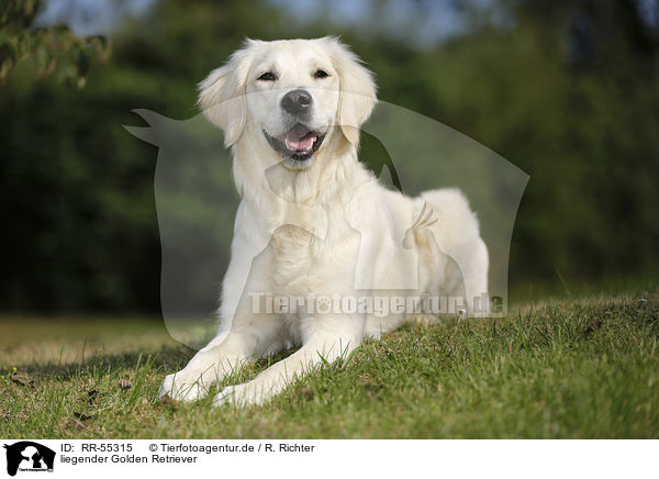 liegender Golden Retriever / lying Golden Retriever / RR-55315