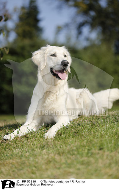 liegender Golden Retriever / lying Golden Retriever / RR-55316