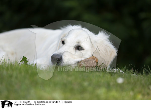 liegender Golden Retriever / lying Golden Retriever / RR-55321