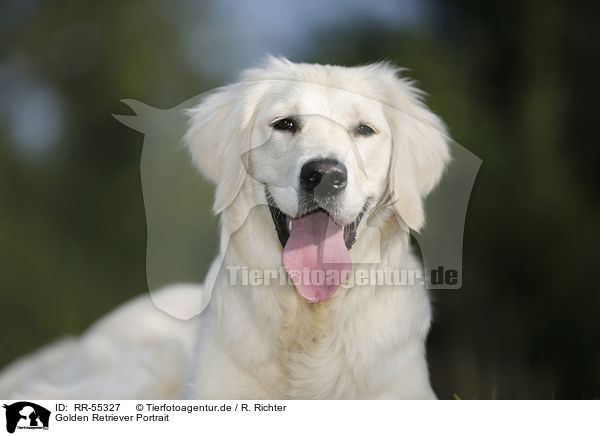 Golden Retriever Portrait / Golden Retriever Portrait / RR-55327