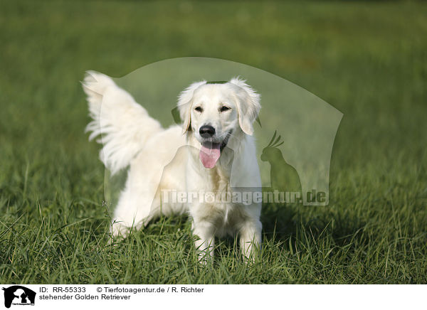 stehender Golden Retriever / standing Golden Retriever / RR-55333