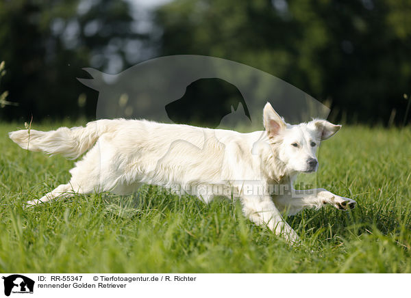 rennender Golden Retriever / running Golden Retriever / RR-55347