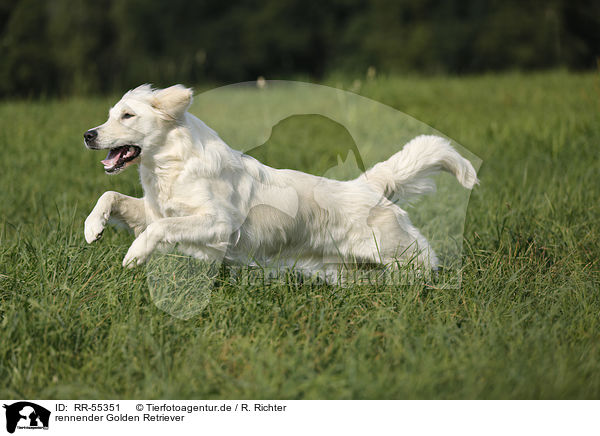 rennender Golden Retriever / running Golden Retriever / RR-55351