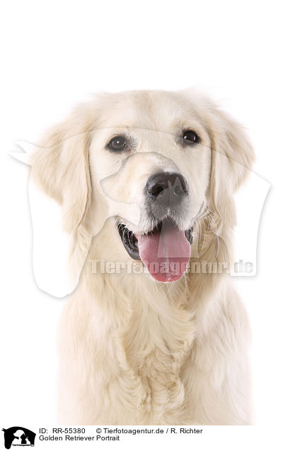 Golden Retriever Portrait / Golden Retriever Portrait / RR-55380