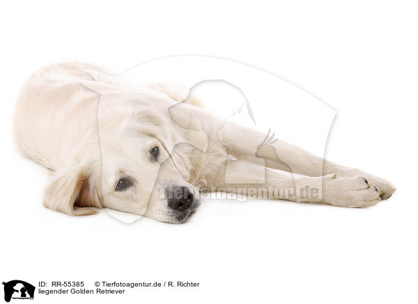 liegender Golden Retriever / lying Golden Retriever / RR-55385