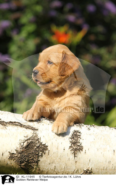 Golden Retriever Welpe / Golden Retriever Puppy / KL-11945
