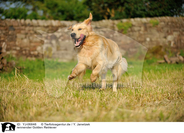rennender Golden Retriever / running Golden Retriever / YJ-06846