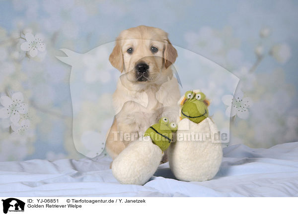 Golden Retriever Welpe / Golden Retriever puppy / YJ-06851
