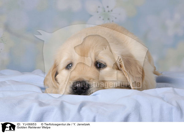 Golden Retriever Welpe / Golden Retriever puppy / YJ-06853