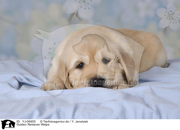 Golden Retriever Welpe / Golden Retriever puppy / YJ-06855