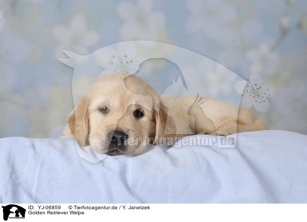 Golden Retriever Welpe / Golden Retriever puppy / YJ-06859