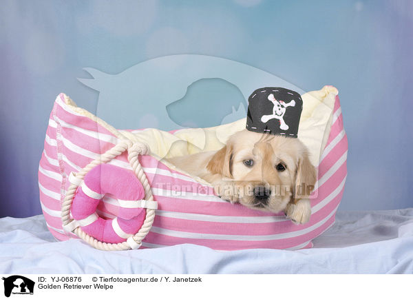 Golden Retriever Welpe / YJ-06876