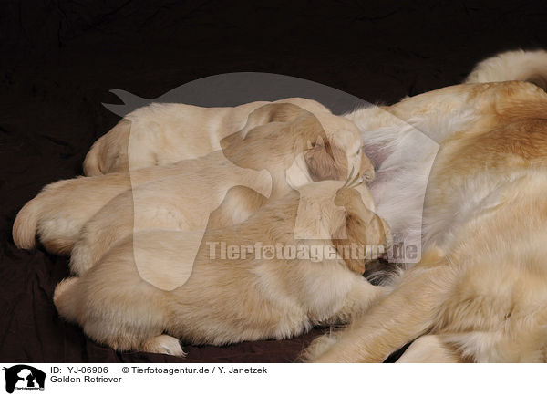 Golden Retriever / Golden Retrievers / YJ-06906