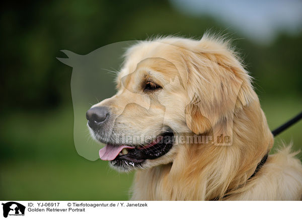 Golden Retriever Portrait / Golden Retriever Portrait / YJ-06917